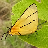 Iolaus pallene